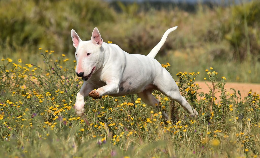 Old English Terrier Dog running exercise