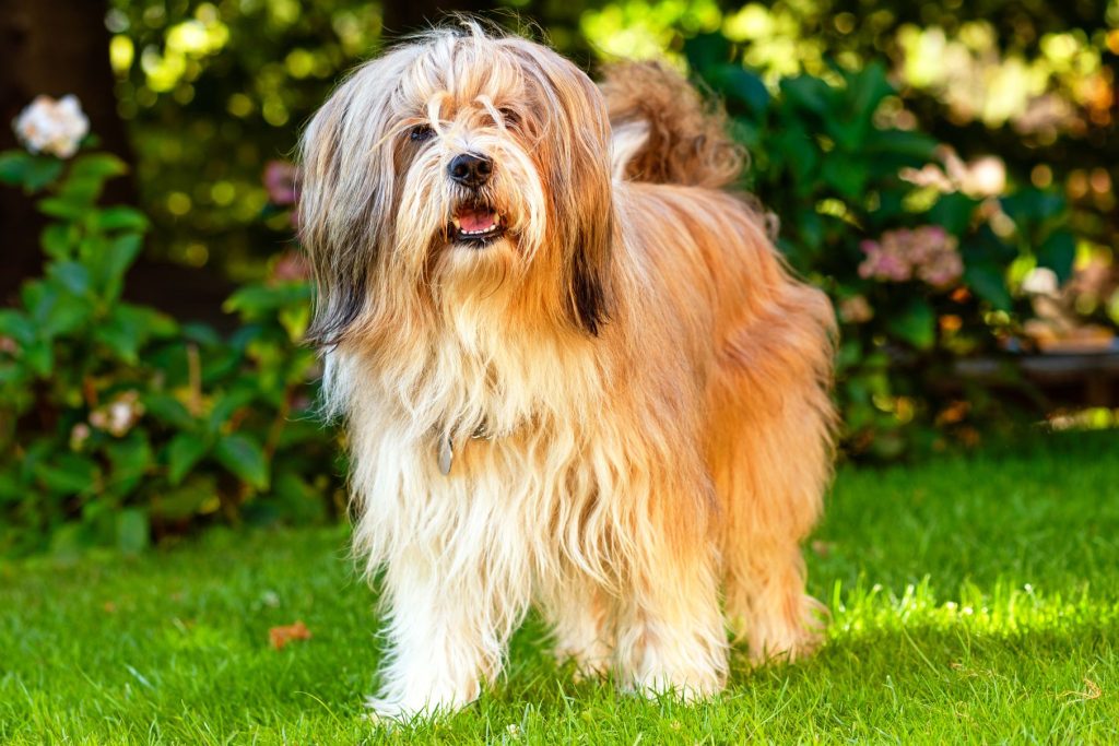 Tibetan Terrier Dog