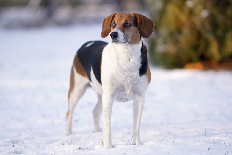 Estonian Hound Dog Breed Information