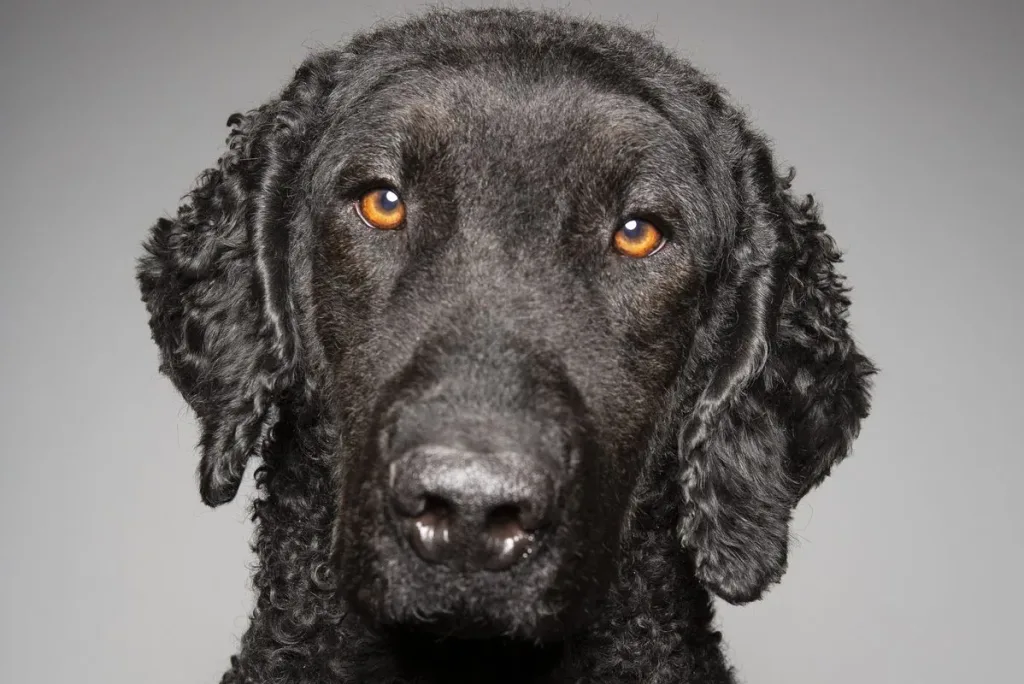 Curly-Coated Retriever Dog Breed Information & Characteristics