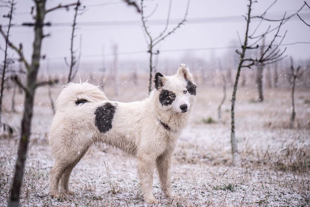 Yakutian Laika Dog
