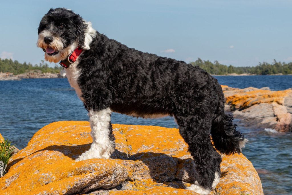 Portuguese Water Dog ready for training