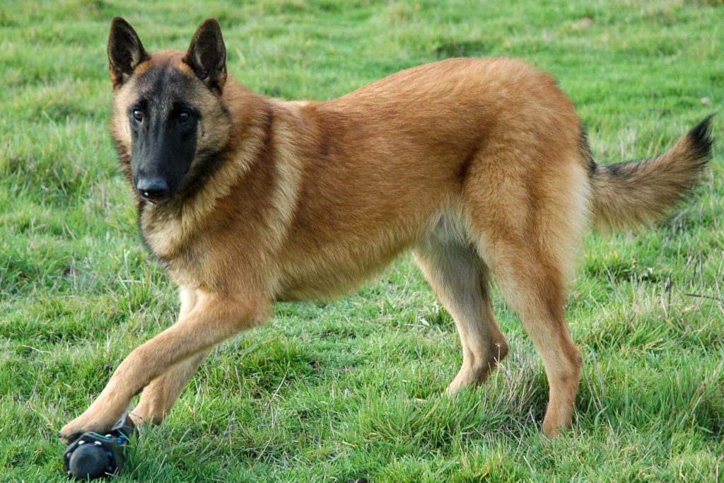 Malinois (or Mechelen) Belgian Shepherd Dog fresh air for health