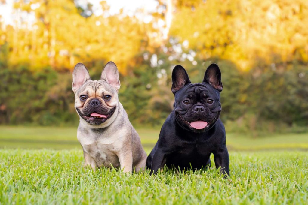 French Bulldog Dog two different colours