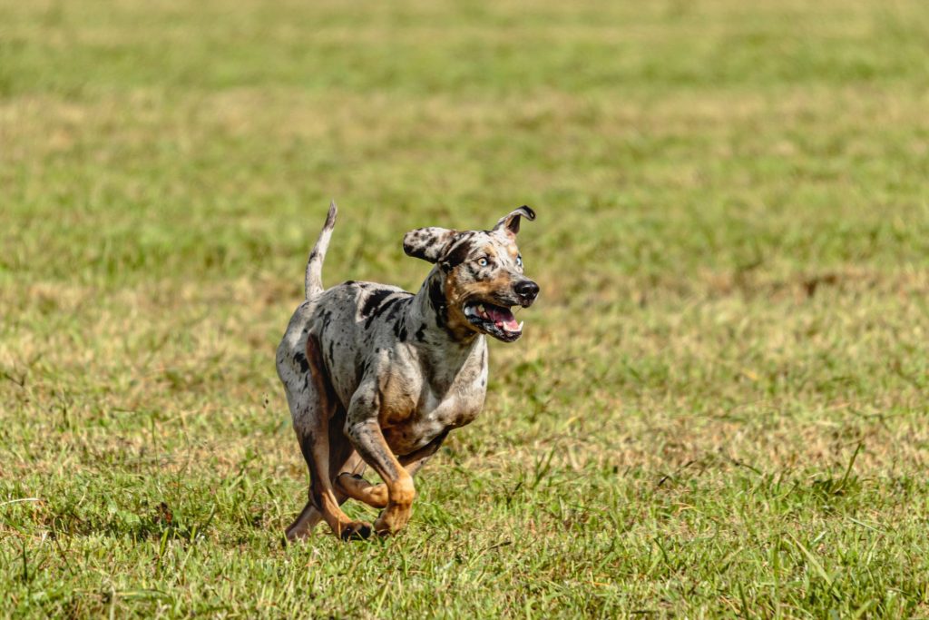 Catahoula Leopard Dog running exercise