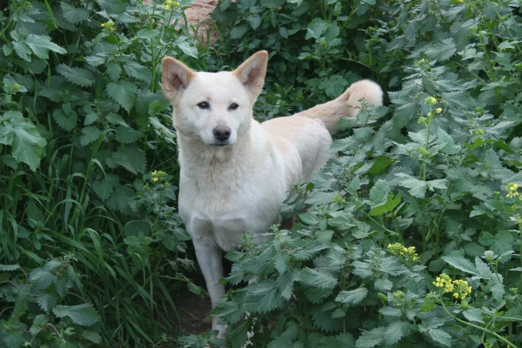 Canaan Dog Breathing in fresh air contributes to overall well-being