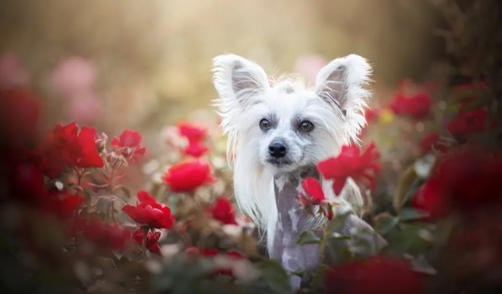 Chinese Crested Dog Breed Information & Characteristics