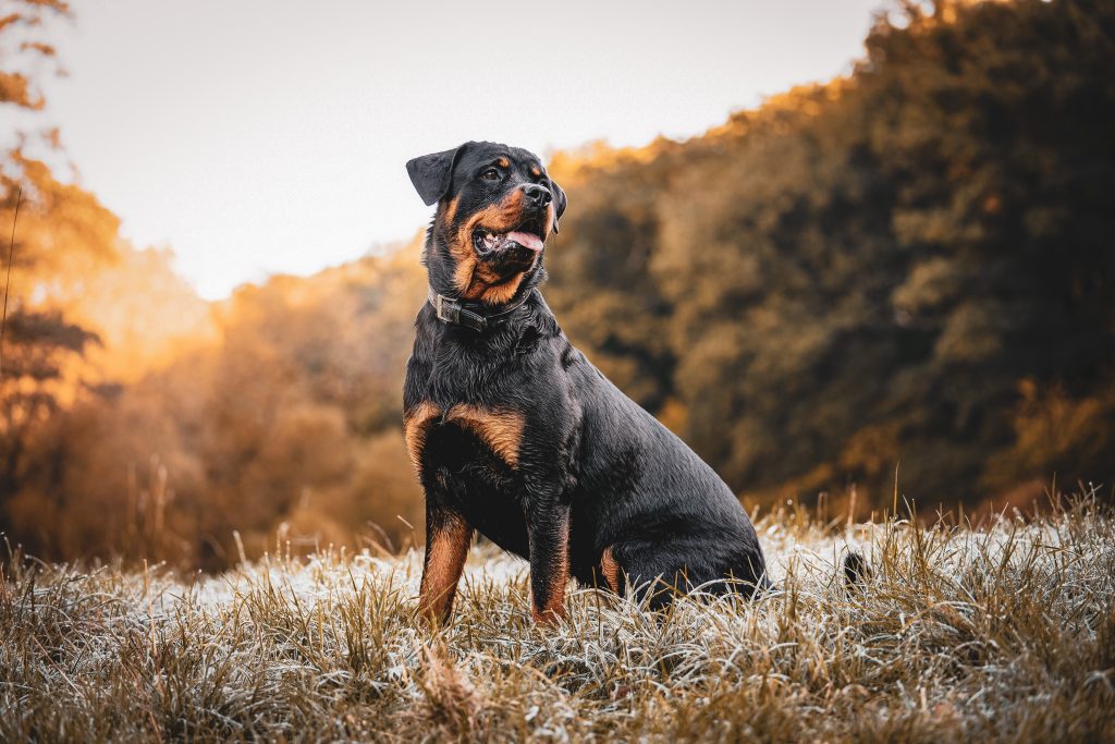 Rottweiler Dog Clean air is beneficial for one's health.