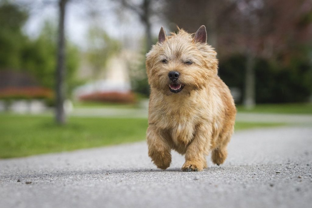 Norwich Terrier Dog walk exercise