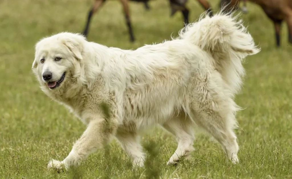 Maremma Sheep dog