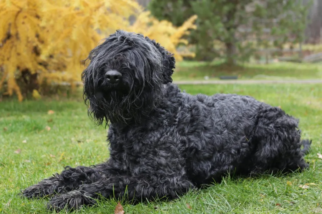 Fur Length and Colour Black Russian Terrier Dog