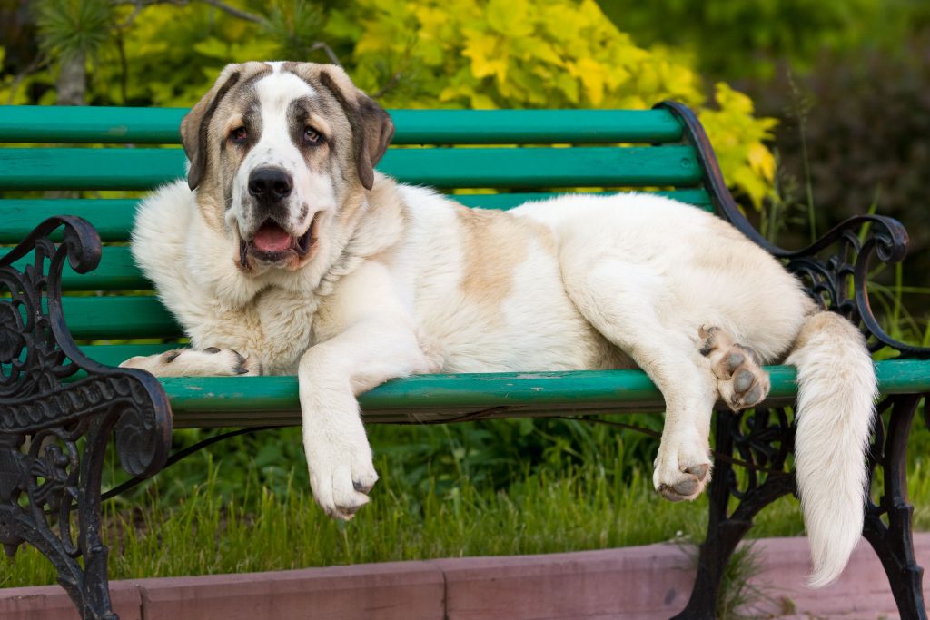 Spanish Mastiff Dog breathing fresh air