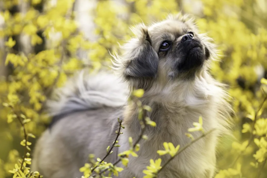 Tibetan Spaniel Dog Breathing fresh air