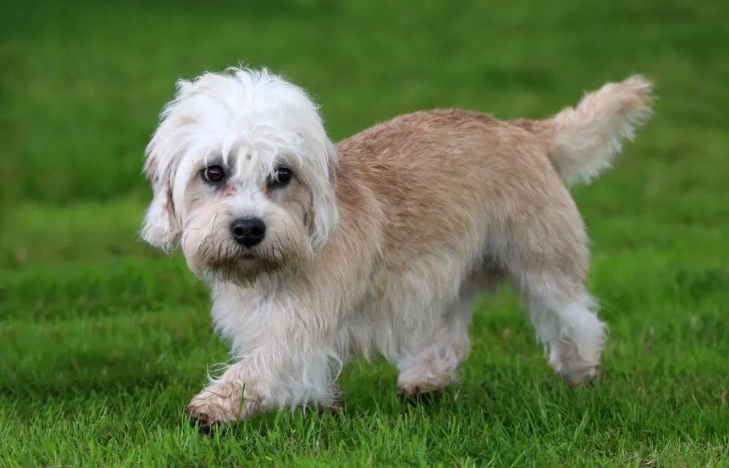 Dandie Dinmont Terrier Dog Breed Information & Characteristics
