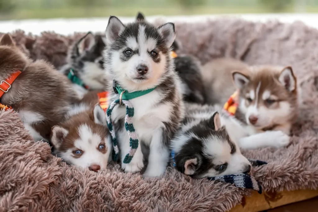 Siberian Husky Dog puppies