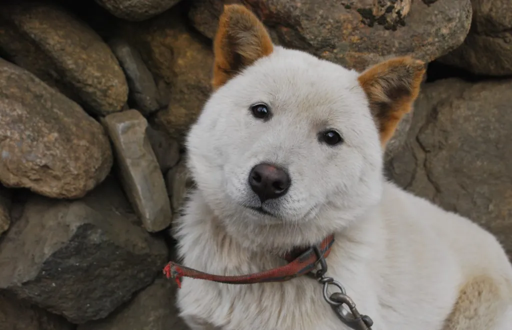 Jindo Dog Breed Information & Characteristics