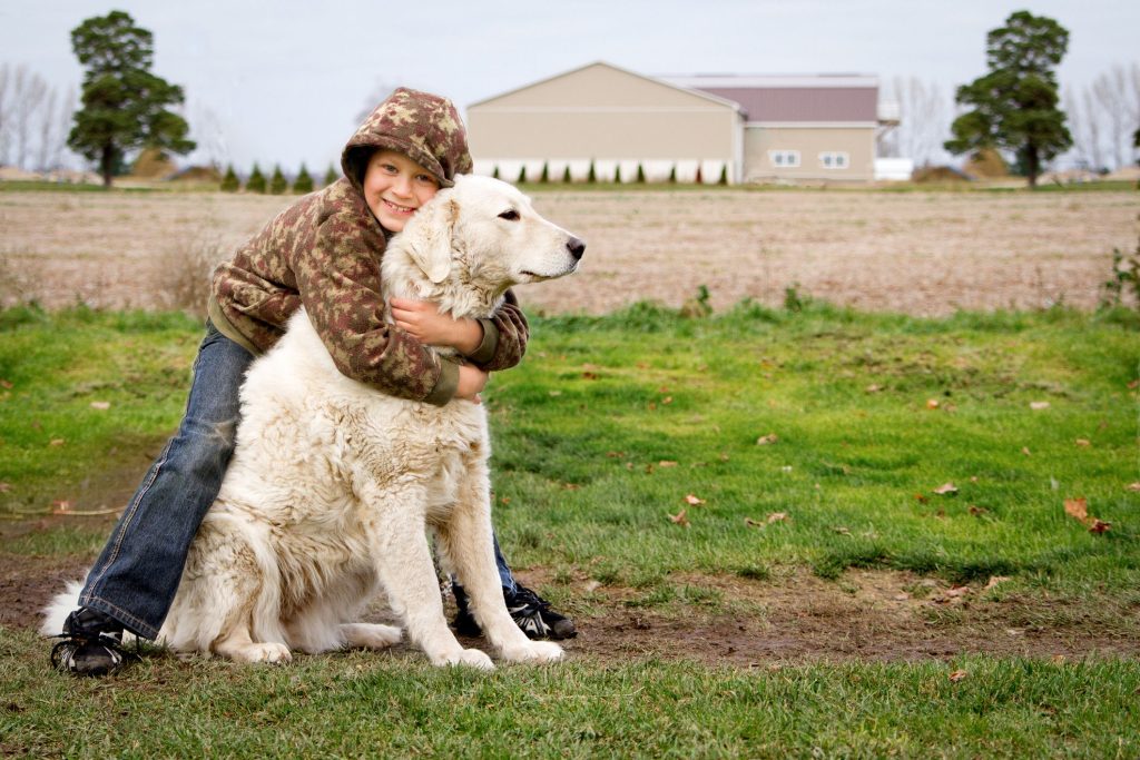 Kuvasz Dog happy with child