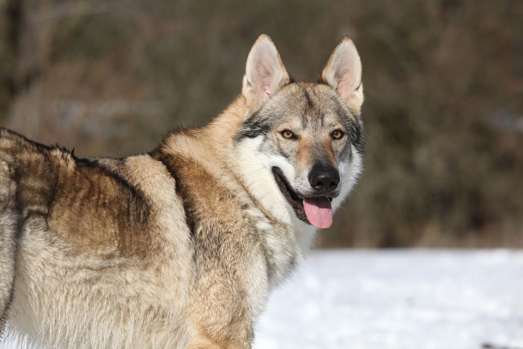 Czechoslovakian Wolfdog: Breed Characteristics & Care