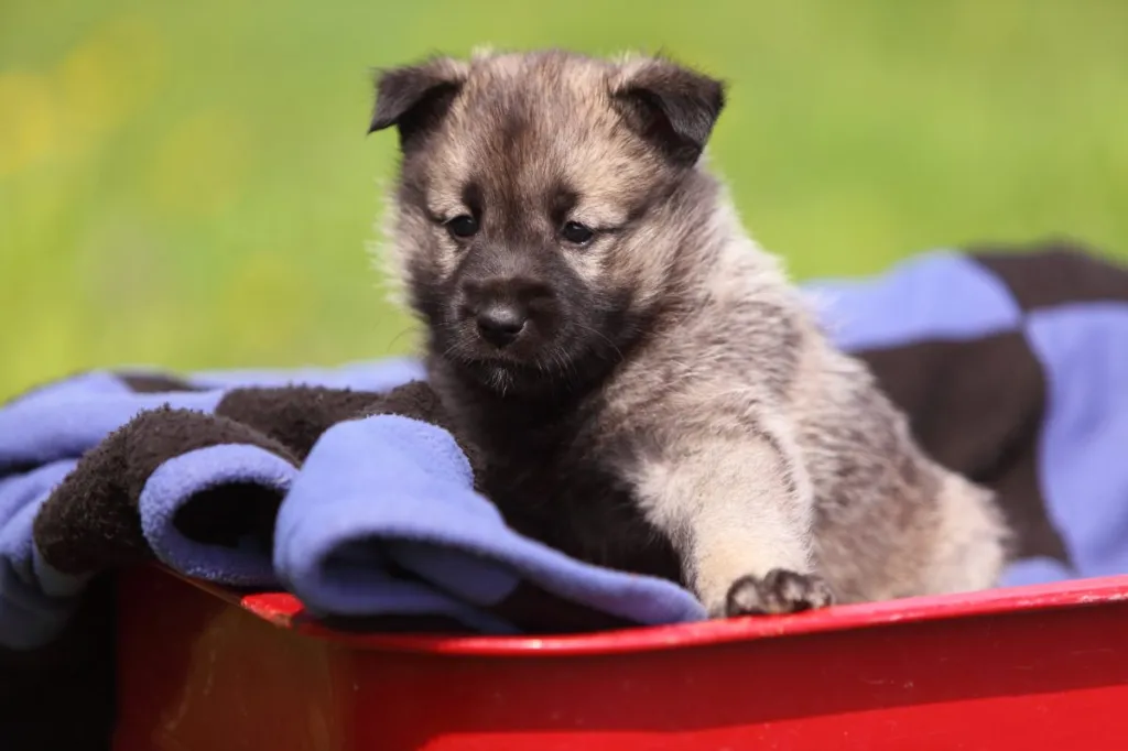 Norwegian Elkhound Dog Breed Information & Characteristics