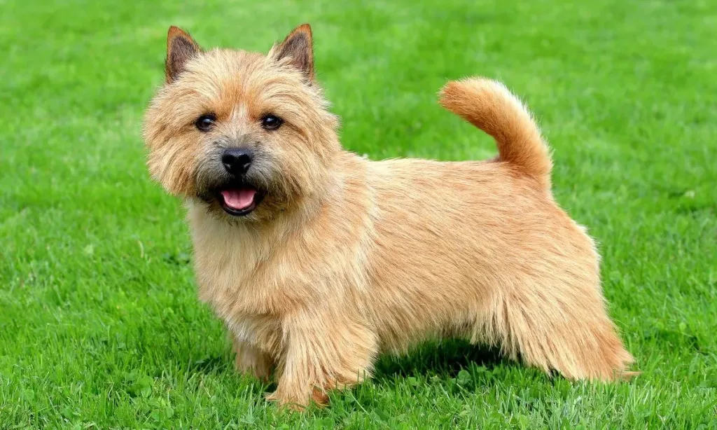 Norwich Terrier Dog