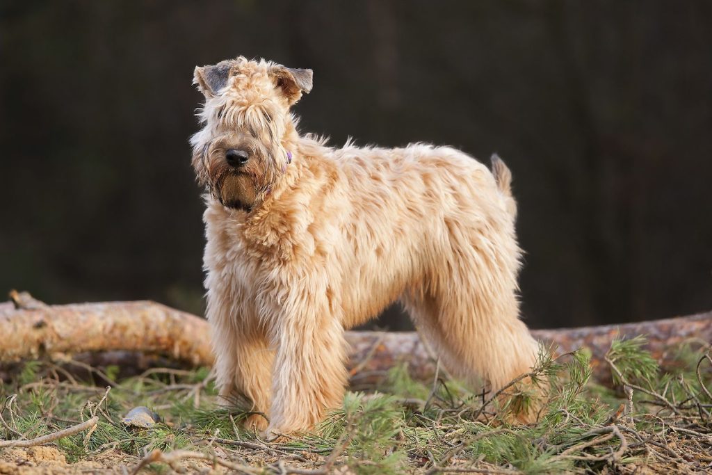 Soft-Coated Wheaten Terrier Dog