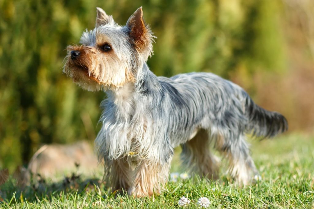 Yorkshire Terrier Dog Prepared for the training session