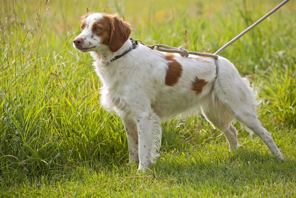 Brittany: Dog Breed Characteristics & Care