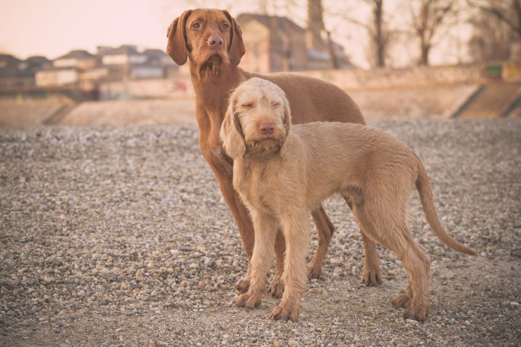 Vizsla, short-haired and wire-haired Dog two different colours