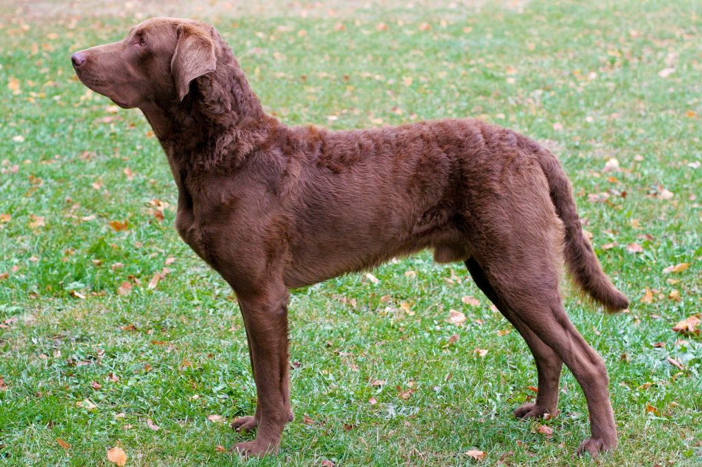 Chesapeake Bay Retriever Dog Breathing in fresh air contributes to overall well-being