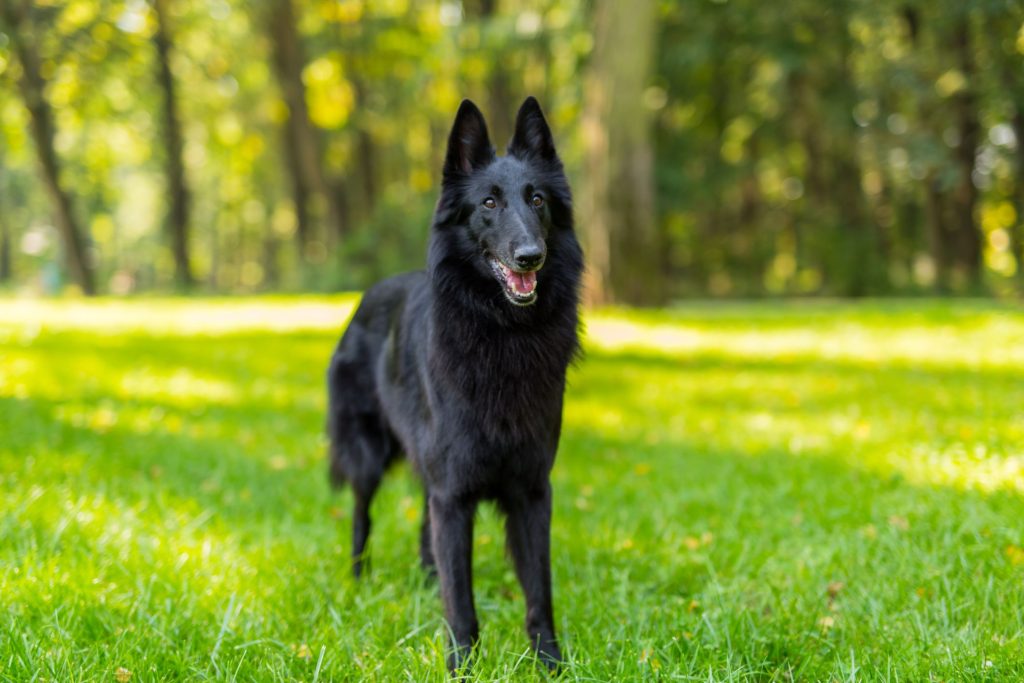 Tervueren and Groenendael Belgian Shepherds Dog full size