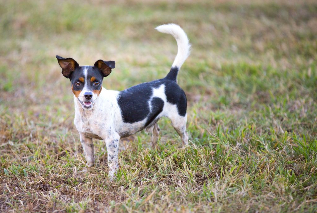 Rat Terrier Dog Clean air is beneficial for one's health.