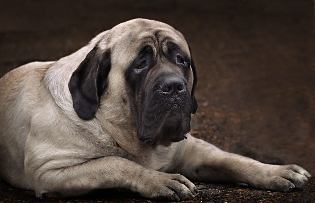 History and Origin English Mastiff Dog