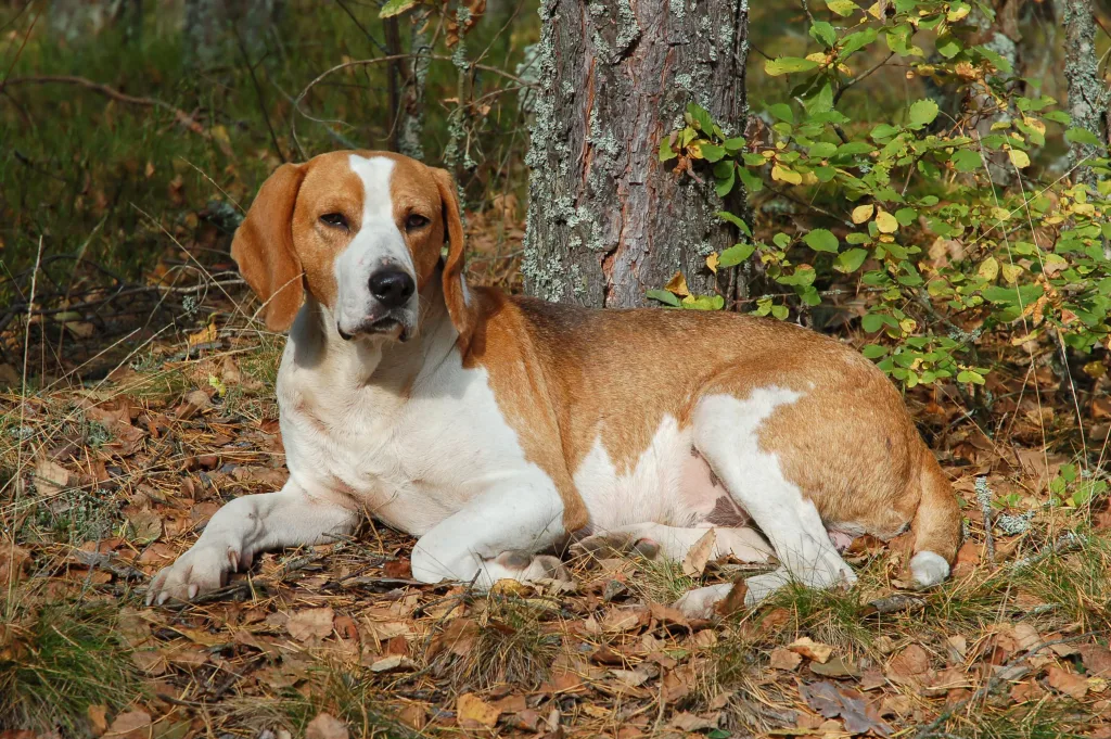 American Foxhound Dog good play for child