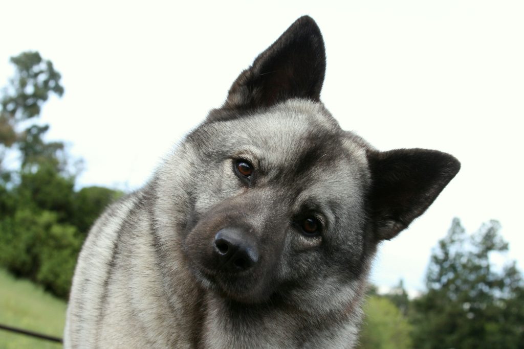 History and Origin Black Norwegian Elkhound Dog