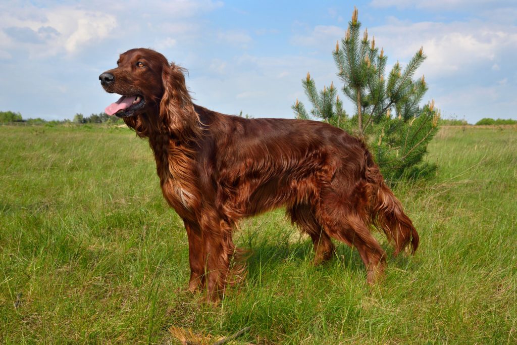 Irish Setter - Red Setter Dog