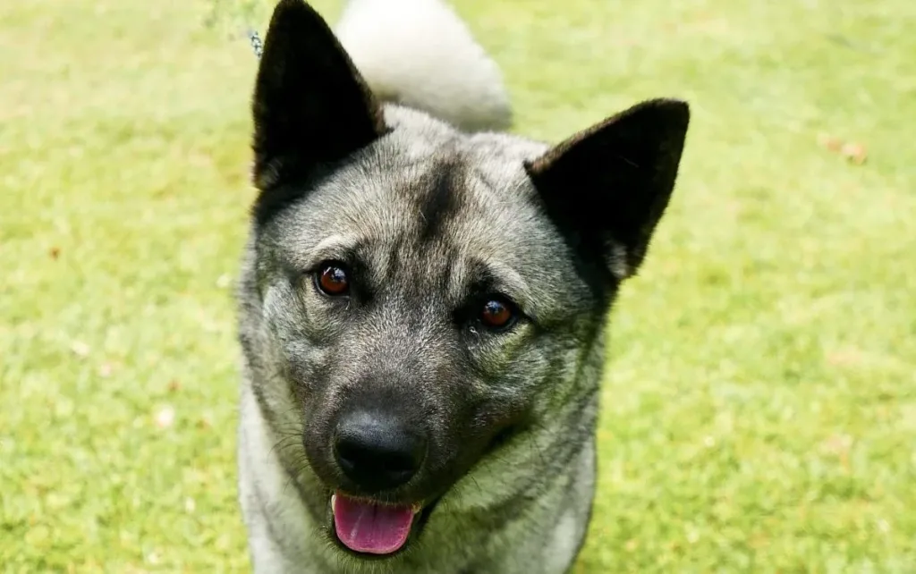 Size and Breed Category Black Norwegian Elkhound Dog