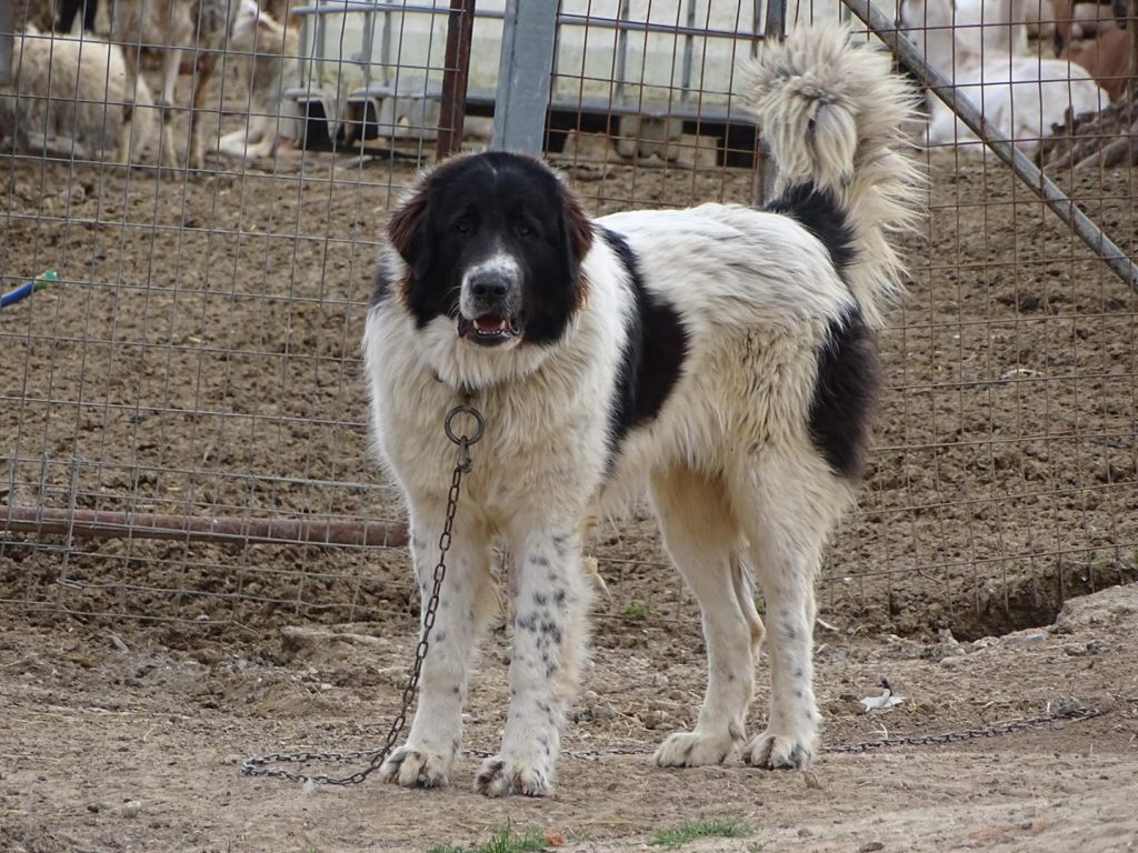 greek shepherd dog Intensity of Playful Behavior
