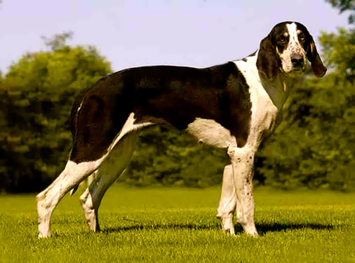 Grand Anglo-Français Blanc et Noir Dog