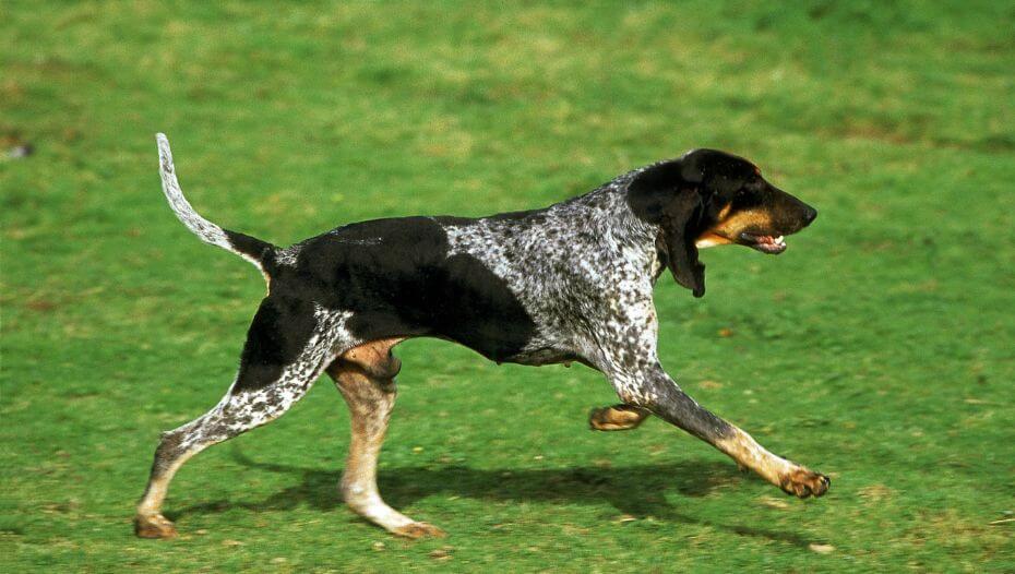 Grand Bleu de Gascogne Dog running exercise