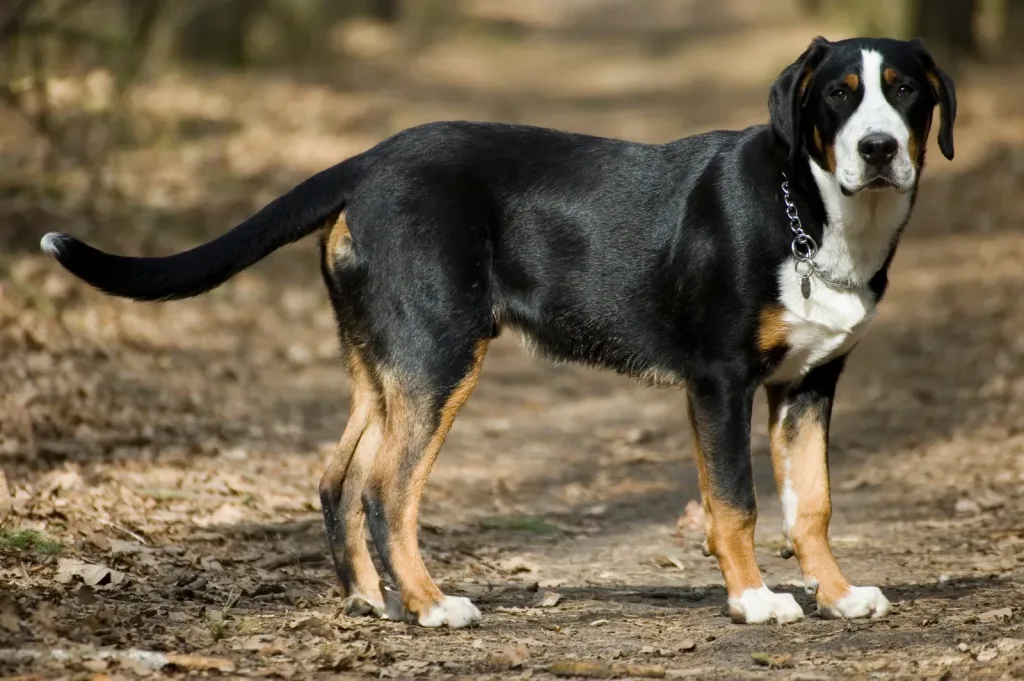 greater swiss mountain dog ready for training
