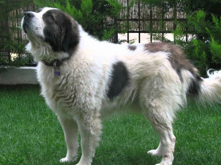Greek Shepherd Dog Breed Information