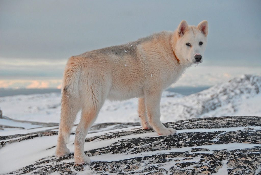 Greenland Dog Intensity of Playful Behavior