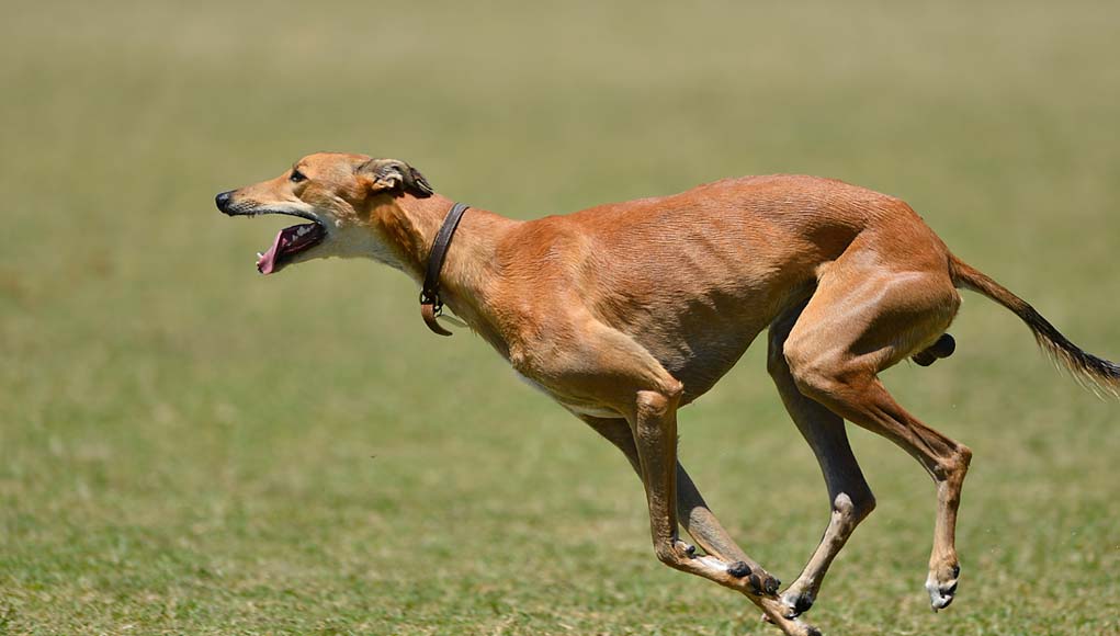 greyhound dog running exercise