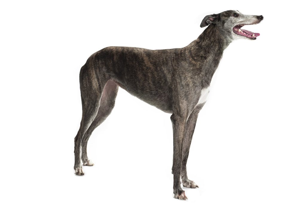 Polish Greyhound Dog