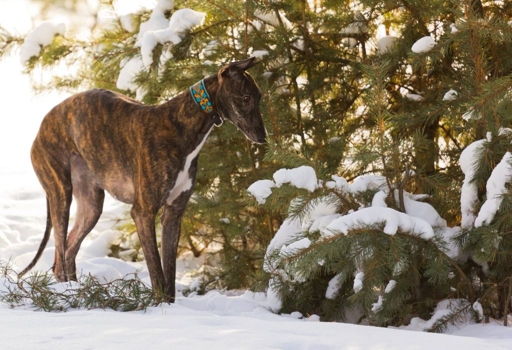 Polish Greyhound Dog long breath good for health