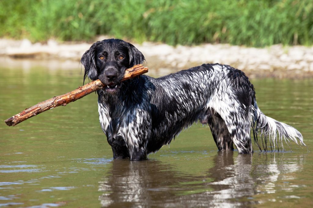 Munsterlander (large) Dog training in water