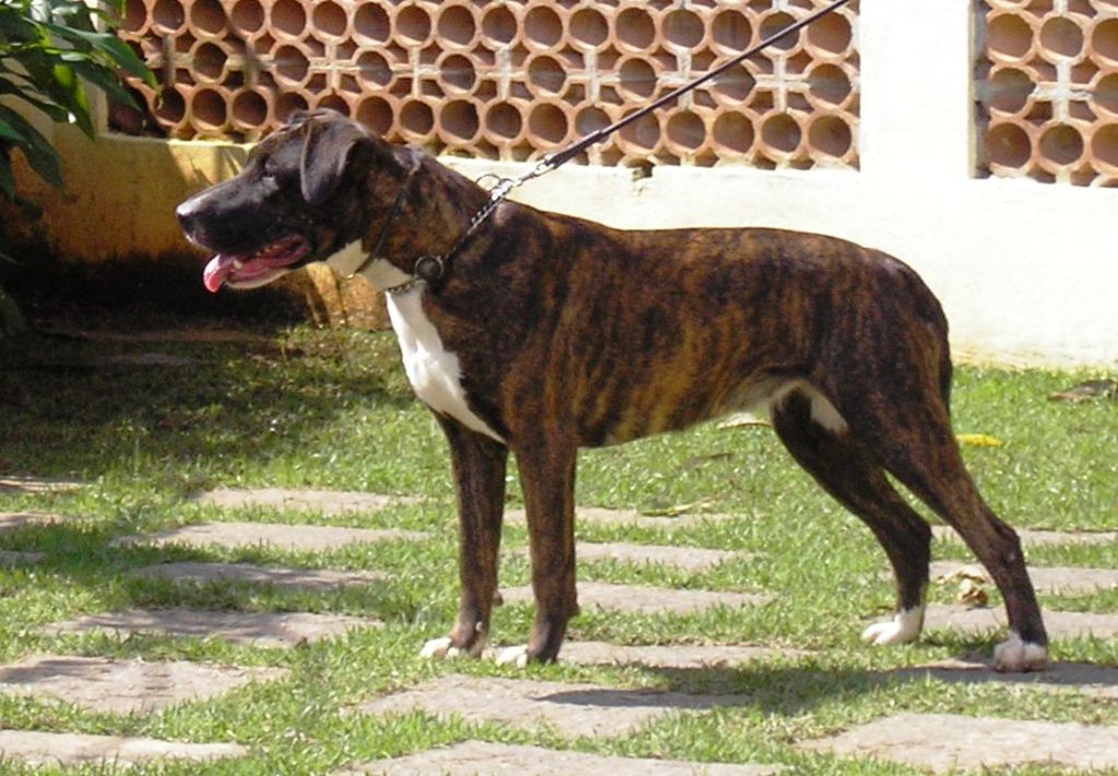 Dogue Brasileiro Dog