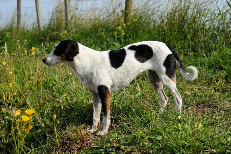Halden Hound Dog Breed Guide: Info, Pictures, Care