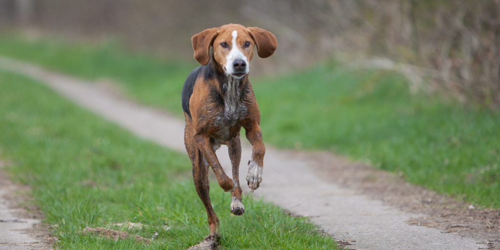 Hamiltonstövare Dog running exercise