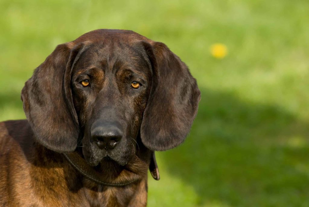 Hanover Hound Dog Intensity of Playful Behavior